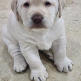 Labrador Retriever Puppies from Pure Gem Kennel