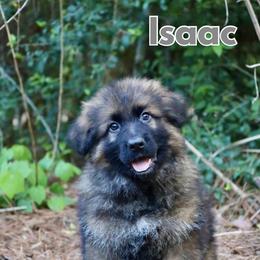 Isaac - Sable male German Shepherd puppy in Canton, Texas from WILDWOOD GERMAN SHEPHERDS