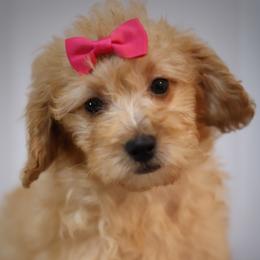 Alana - Red  female Goldendoodle puppy in Apopka, Florida from Rae Precious Puppies