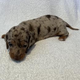 Waffles - Chocolate and tan male Dachshund puppy in Mocksville, North Carolina from The Dachs of Hazzard Dachshunds