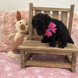 Poodle Puppies from Carol's Poodles