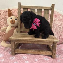 Poodle Puppies from Carol's Poodles