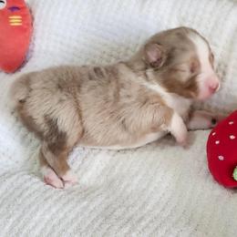 Jackson - Red merle male Australian Shepherd puppy in Athens, Tennessee from Mimi's Aussie