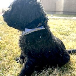 Goldendoodle Puppies from AZ Stickerdoodles