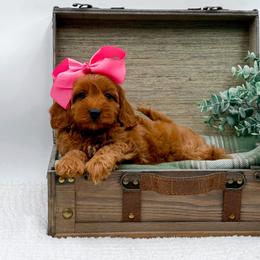 Dotty - Red female Cavapoo puppy in Statesville, North Carolina from Doodle Babies