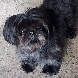 Kingston - Shih Tzu