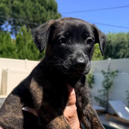 Lucy - Black brindle female Dutch Shepherd puppy in Sherman Oaks, California from Elite K9 Group
