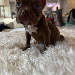 Charlie - Brown male American Bully puppy in Puyallup, Washington from Gamer Bullyz