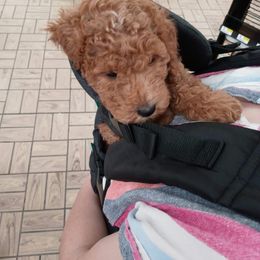 Goldendoodle Puppies from Superior Companions Goldendoodles