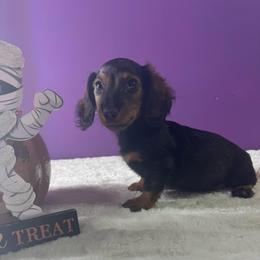 Sherry - Sable female Dachshund puppy in Alice, Texas from Crimson’s longhair Dachshunds