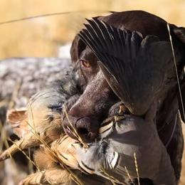 German Shorthaired Pointers from Coleman Creek Kennel