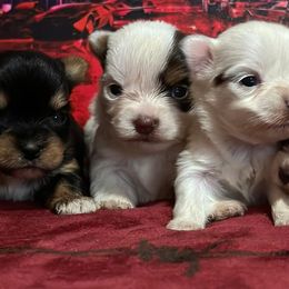 Yorkshire Terriers from K's Luxurious Yorkies