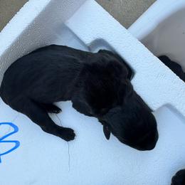 Boy 4 - Black male Cane Corso puppy in Dunn, North Carolina from Carter’s Corso