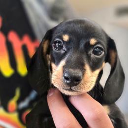 Leia AKC - Black and tan female Dachshund puppy in Arizona from Tps Teeny Weins