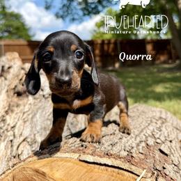 Quorra - Black and tan female Dachshund puppy in Royse City, Texas from Truehearted Miniature Dachshunds
