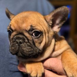 Holly AKC - Fawn female French Bulldog puppy in Solway, Minnesota from PcFrenchies