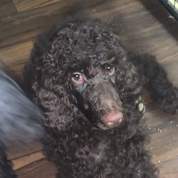 Monkey (bright green collar) - Brown Poodle puppy in Greensboro, North Carolina from Joyful Poodles