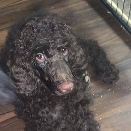 Monkey (bright green collar) - Brown Poodle puppy in Greensboro, North Carolina from Joyful Poodles