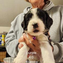 Purple collar girl - Black and white female Bernedoodle puppy in Fairmount, Indiana from Capens' Doodles,Poodles and Poo's