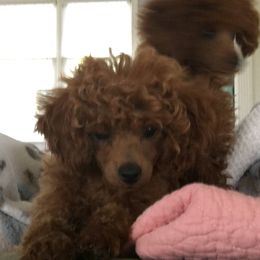 Poodle Puppies from Curly Top Poodles