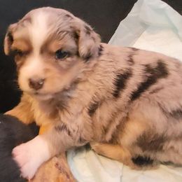 Miniature Australian Shepherd and Toy Australian Shepherd Puppies from Heritage Homestead