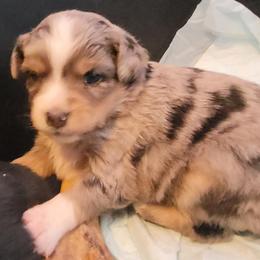 Miniature Australian Shepherd and Toy Australian Shepherd Puppies from Heritage Homestead