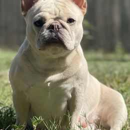 French Bulldogs from The Frenchie Allure