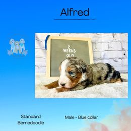 Alfred - Merle male Bernedoodle puppy in Winfield, Alabama from Rose Lane Doodles