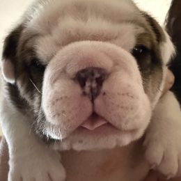 Bulldog puppies from Bulldogzilla Breeders