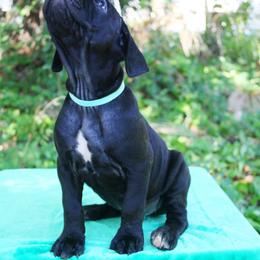 Cane Corso Puppies from Harlow Cane Corso
