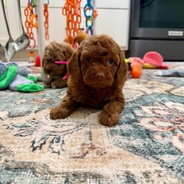 Rue - Red female Cockapoo puppy in Beresford, South Dakota from DAKOTA DOOD RANCH