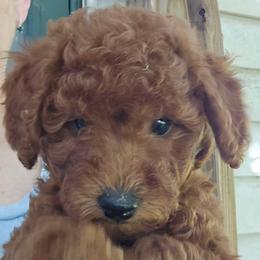 Lily - Red  female Poodle puppy in Windom, Texas from Wild Farm Puppies