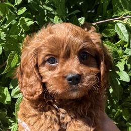 Juliet - Red female Cavapoo puppy in Tucson, Arizona from Adored Poodle & Doodles