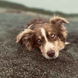 Red - Miniature Australian Shepherd