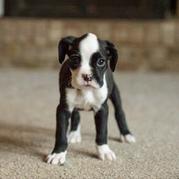 Jolene - Brindle female Boxer puppy in Georgia from Stephanie’s Boxers