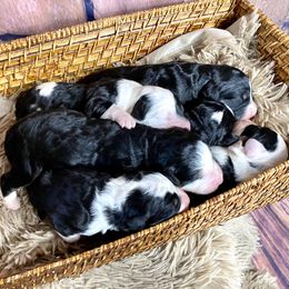 Bernedoodle and Cavapoo Puppies from Sugar Doodles Pups