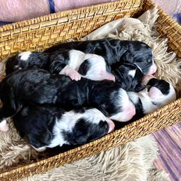 Bernedoodle and Cavapoo Puppies from Sugar Doodles Pups