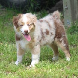 Australian Shepherd puppies from Blush & Lace Aussie & Dachshund Co.