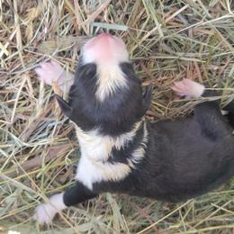 Aaron - Black and white male Border Collie puppy in Westerlo, New York from Pam's Border Collies
