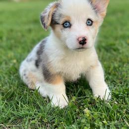 Champ - Blue merle and white male American Corgi puppy in Brownstown, Indiana from Brave Country Kennels