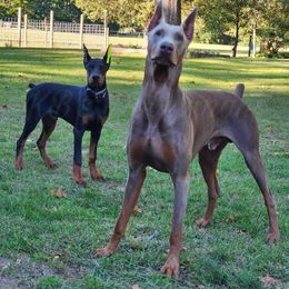 Doberman Pinscher Puppies from KB's Dobermans