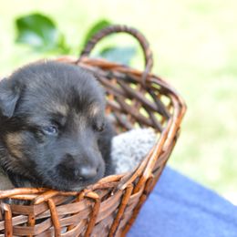 German Shepherd Puppies from Gems German Shepherd Dog Puppies