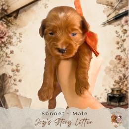 Sonnet - Red  male Goldendoodle puppy in Norcross, Georgia from Teddy Puppies