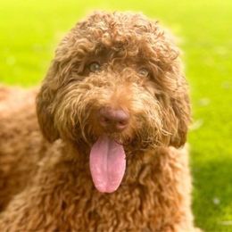 Patti - Goldendoodle