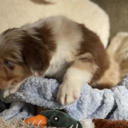 Miniature Australian Shepherd and Toy Australian Shepherd Puppies from Natural Life Ranch