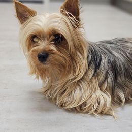 Aisling - Yorkshire Terrier