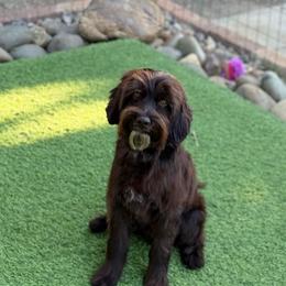 Dark chocolate - Chocolate male Australian Labradoodle puppy in Anderson, California from Shaggy Doodles