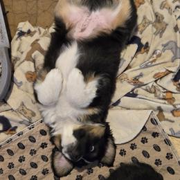 Australian Shepherd and Miniature Australian Shepherd Puppies from Cara Harker