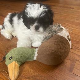 Lil Jimmy - Black and white male Shih Tzu puppy in Kingsley, Michigan from Joseph's Shih Tzus