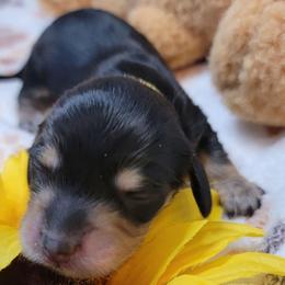Nessie - Black and cream female Dachshund puppy in Terlton, Oklahoma from CLARK'S BREEDING PROGRAM